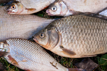 Pile of the common bream fish, crucian fish, roach fish, bleak fish on the natural background..