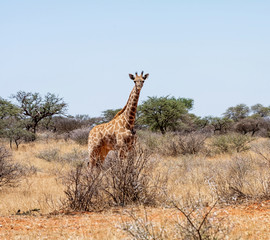 Giraffe
