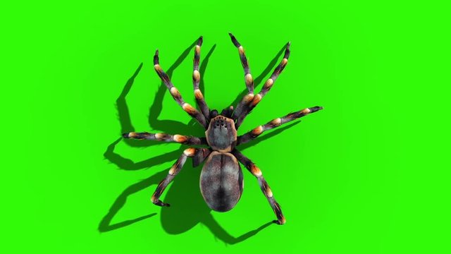 Tarantula Spider Walkcycle Green Screen Loop Top 3D Rendering Animation