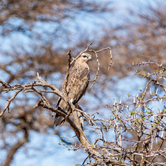 Steppe Buzzard