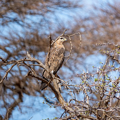 Steppe Buzzard