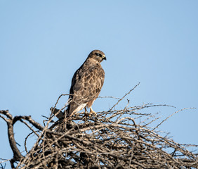 Steppe Buzzard