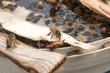 Bees drinking water in the summer..
