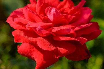 Vibrant Rose close up macro.Red Rose petals. Red Rose. Flower. Beautiful red rose close-up.
