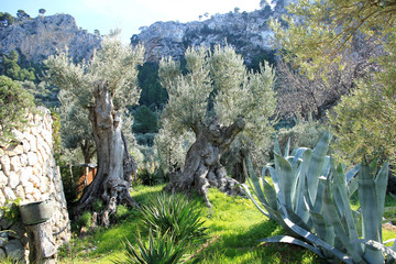 Garten mit Olivenbäumen