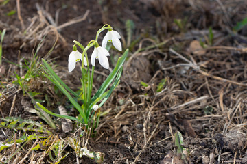 April snowdrops in Moscow