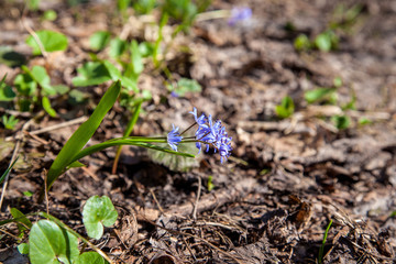 Scilla siberica (Siberian squill or wood squill) small blue flower in forest. Spring blossom in...