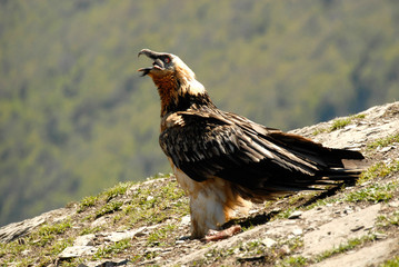 Quebrantahuesos en los pirineos. España