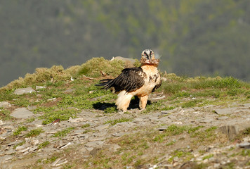 Quebrantahuesos en los pirineos. España