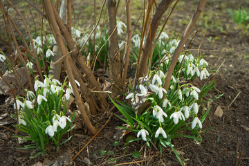 April snowdrops in Moscow