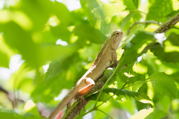Chameleon Asia on the tree