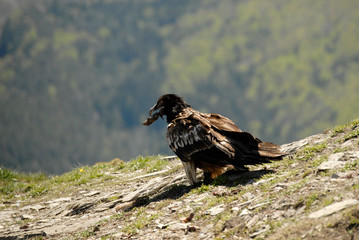 Quebrantahuesos en los pirineos. España
