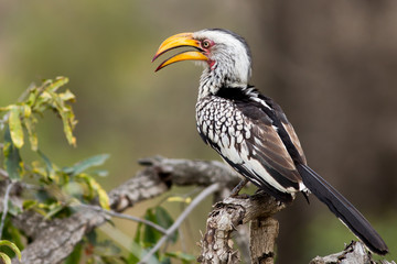 Yellow Billed Horn Bill,Tockus Leucomelas, sitting on a branch in the Kruger National Park