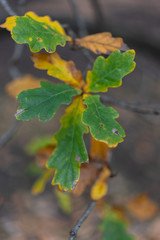 autumn leaves of oak