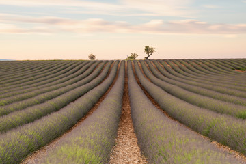 rows of lavender plants in field