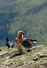 Quebrantahuesos en los pirineos. España