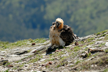 Quebrantahuesos en los pirineos. España
