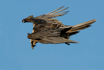 Quebrantahuesos en los pirineos. España