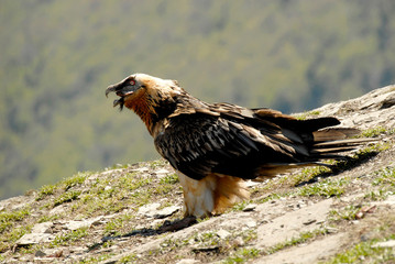 Quebrantahuesos en los pirineos. España