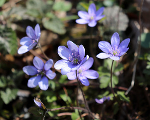 Liverwort ,Hepatica nobilis flowers on a forest floor on sunny afternoon. Spring blue flowers Hepatica nobilis in the forest. Blue flowers of Hepatica nobilis close-up.