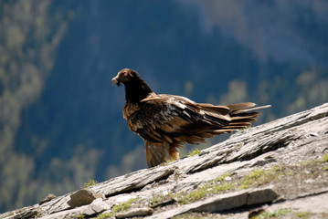Quebrantahuesos en los pirineos. España