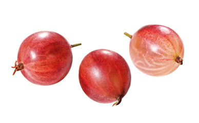 Rote Stachelbeeren