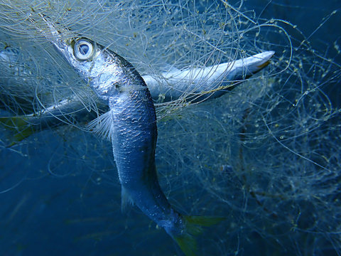 Ghost nets are commercial fishing nets that have been lost, abandoned, or discarded at sea. Every year they are responsible for trapping and killing millions of marine animals in the ocean.