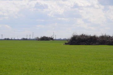 Heaped old trees of an apple orchard