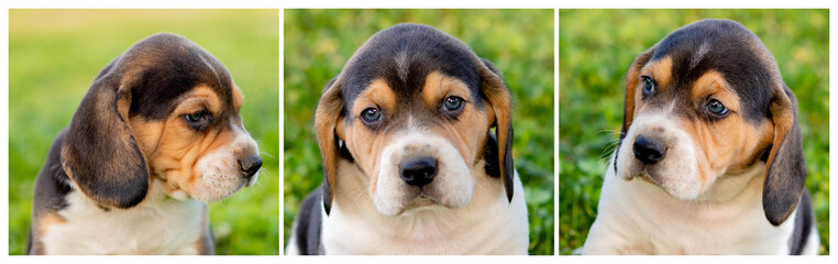 Sequence with beautiful beagle puppies on the green grass