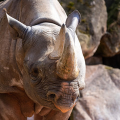 Close-up of the head of a rhinoceros, scientific name Ceratotherium simum, Rhinocerotidae
