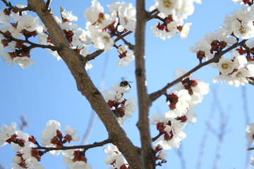 cherry blossom. Blooming apricot tree with pollinating honey bee. Blossom of fruit tree in spring