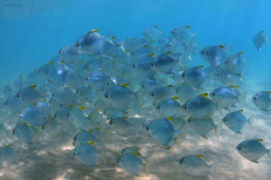 School of fish silver moony, silver moonfish, fingerfish, Mono, diamond moonfish or Malayan angel (Monodactylus argenteus), Indian Ocean, Hikkaduwa, Sri Lanka, Asia