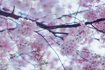 Cherry blossom in Nantes, France