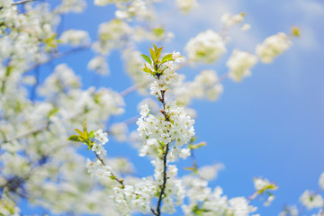 Cherry blossom in Nantes, France