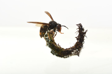 asian hornet on a white background