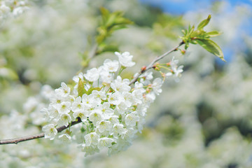 Cherry blossom in Nantes, France