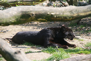 Black panther