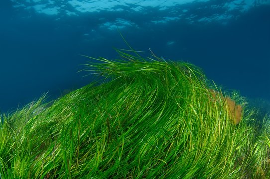 Underwater flowering plants, Grasswrack, Grassweed, Common eelgrass, Sea grass or Seawrack (Zostera marina), Sea of Japan, Sea of Japan, Primorsky Krai, Russian Federation