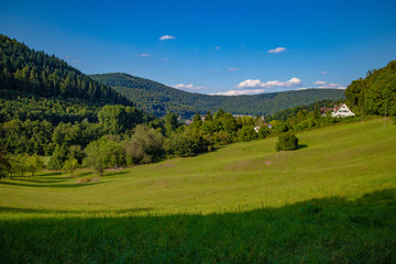 Obraz premium Sommerwiese