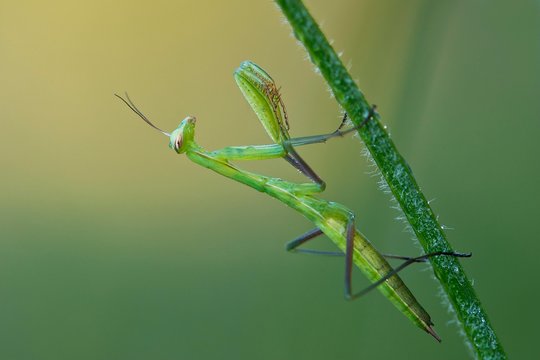 European mantis (Mantis religiosa), Burgenland, Austria, Europe