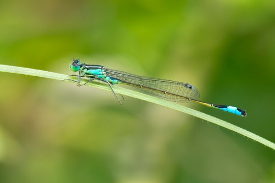 Blue-tailed damselfly (Ischnura elegans), Burgenland, Austria, Europe