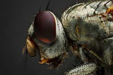 High Magnification Image of a Common House fLy