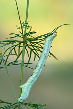 Giant looper (Ascotis selenaria), caterpillar on flower stems, Burgenland, Austria, Europe