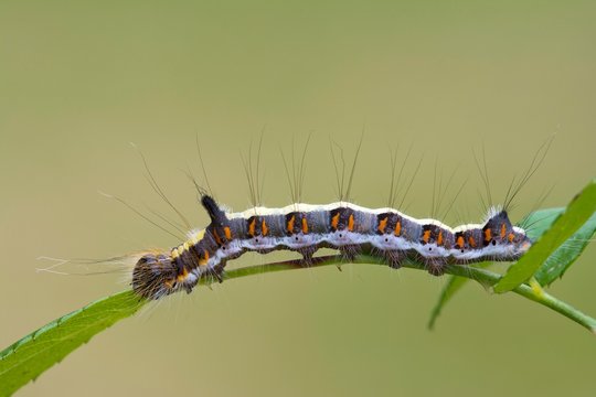 Grey dagger (Acronicta psi), caterpillar on leaf, Burgenland, Austria, Europe