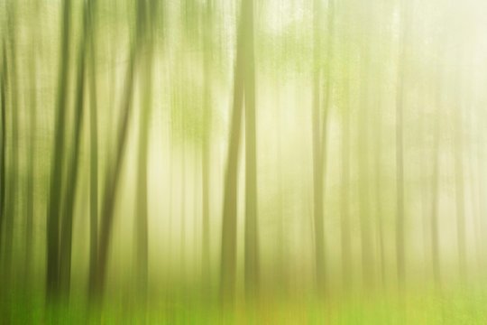 Deciduous forest in autumn, tree trunks, soft light, abstract - Powered by Adobe