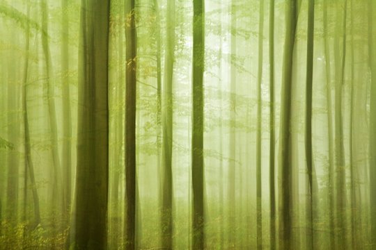 Deciduous forest in autumn, tree trunks, soft light, abstract