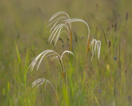 European feather grass or Orphan maidenhair (Stipa pennata), Pannonian steppe, Puszta, Kiskunsag National Park, Hungary, Europe