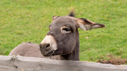 Funy donkey © Marcin