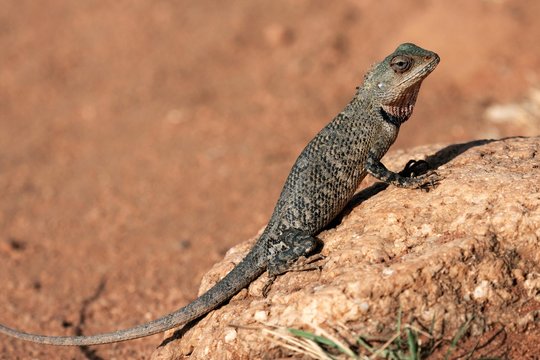 Oriental garden lizard, also eastern garden lizard or changeable lizard (Calotes versicolor), juvenile, Sri Lanka, Asia