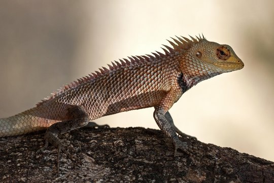 Oriental garden lizard, also eastern garden lizard or changeable lizard (Calotes versicolor) on stone, Sri Lanka, Asia